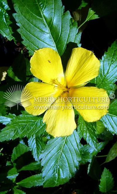 Turnera Yellow